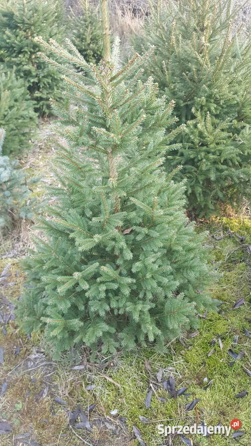 Choinki prosto z prydomowej plantacji sprzedam