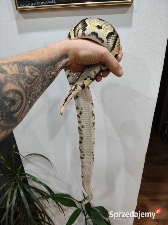 Wąż Pyton królewski terrarium Ustrzyki Dolne