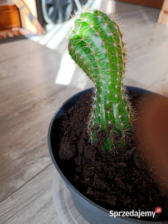 kaktus do pilnej sprzedaży Poznań