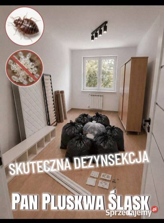 Pluskwa domowa zwalczanie pluskiew