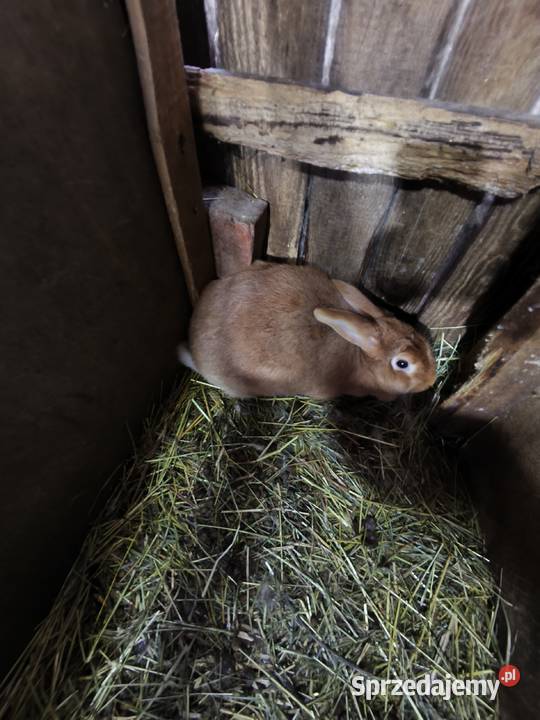 Samica Burgundzką Jasieniec sprzedam