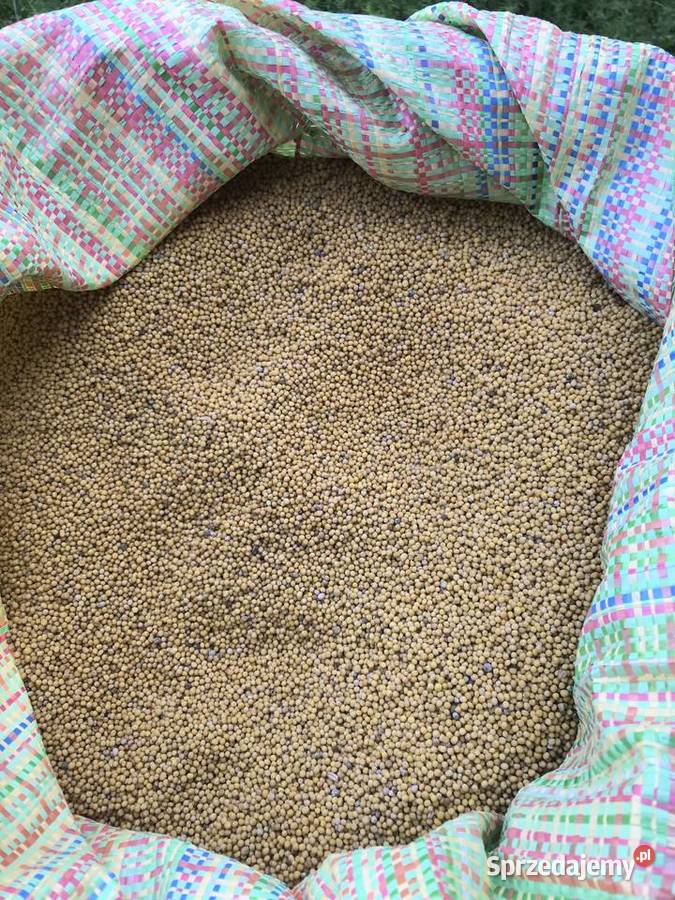 Sprzedam gorczycę tegoroczną Leśniowice sprzedam