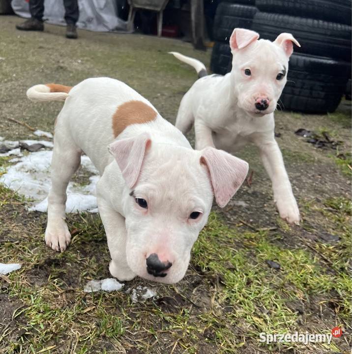 Amstaff suczka ostatnio Świdwin