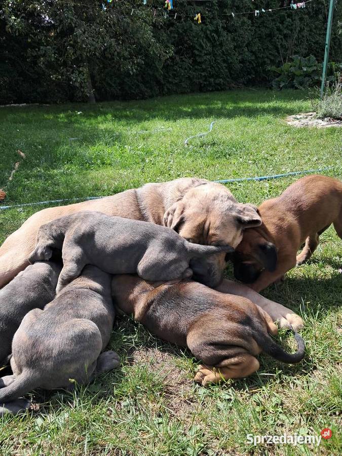 Urocze Cane Corso Ostrowiec Świętokrzyski sprzedam