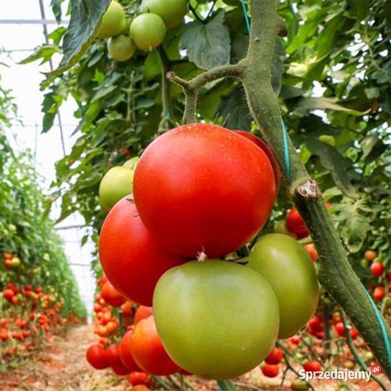 Tunel ogrodowy foliowy szklarnia folia 6x3x2m Poznań