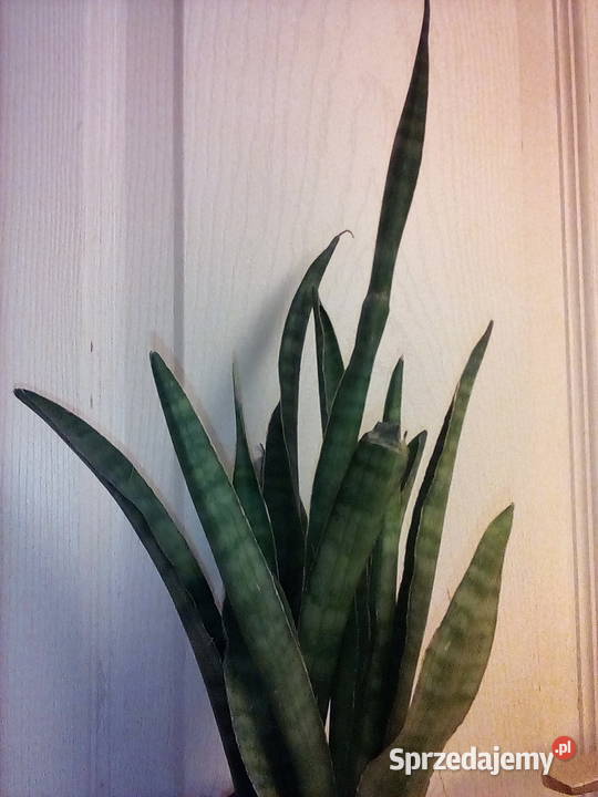 Sansewieria ciekawa odmiana kolorystyczna w Kraków sprzedam