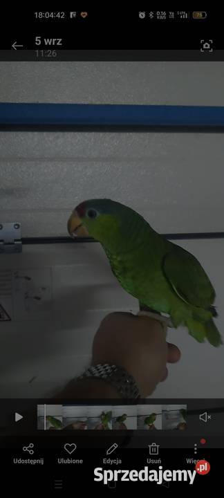 Amazonka Krasnogłowa Viridigenalis ręcznie