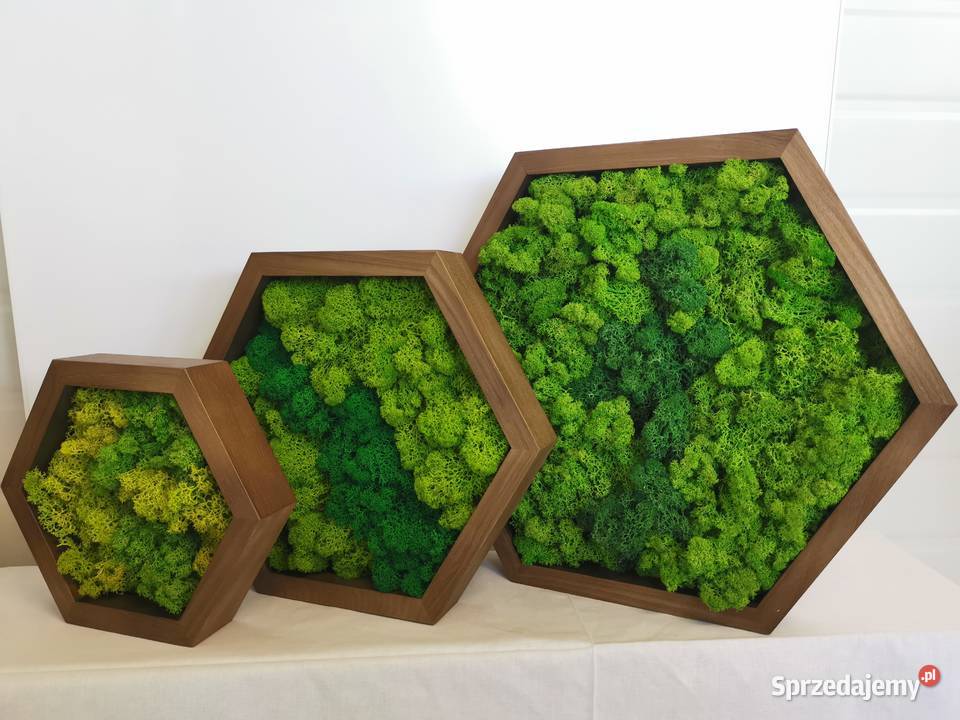Ramka z drewna jesionowa HEXAGON mech chrobotek Wrocław