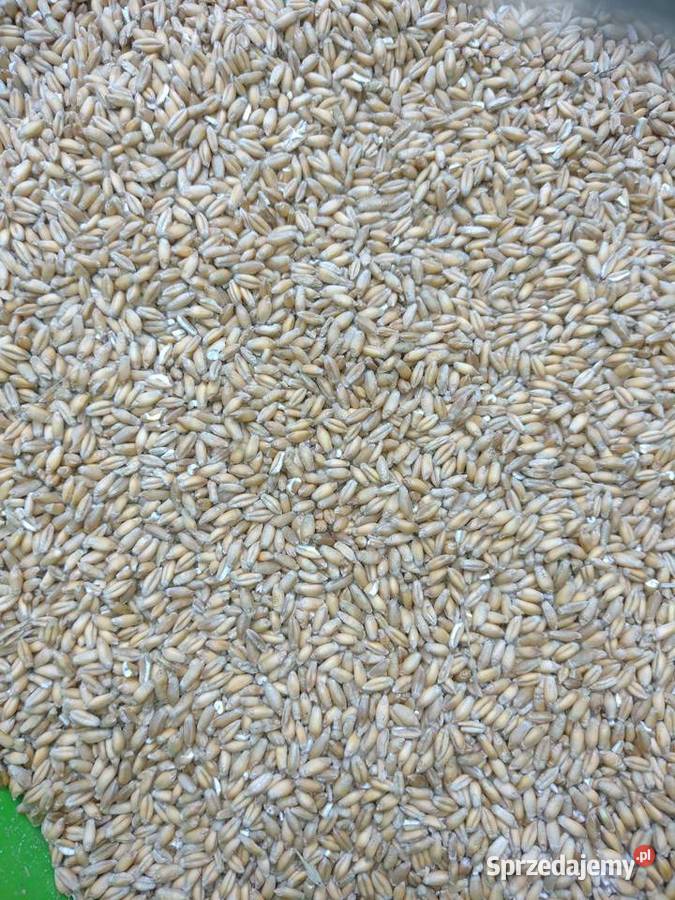 Pszenżyto Belcanto świeże Produkcja roślinna Krzeczów