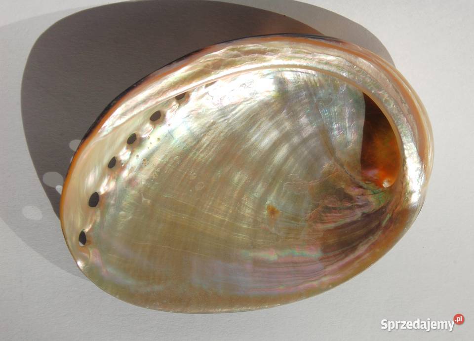 Muszla morska abalone paua polerowana 86 lubelskie Lublin sprzedam