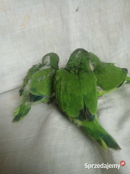 mnicha nizinna ręcznie karmiona Ptaki Żernica