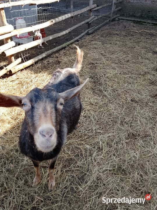 Sprzedam 3 kozy Sulechów sprzedam