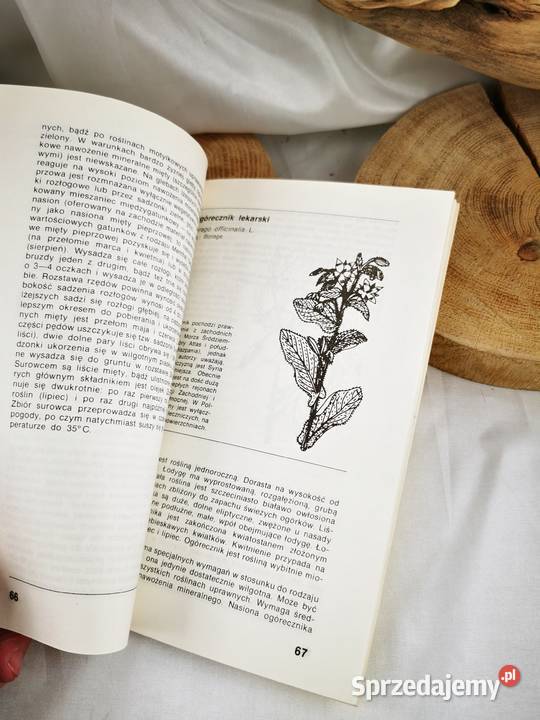 Zioła i przyprawy z własnego ogródka Wiśniowa