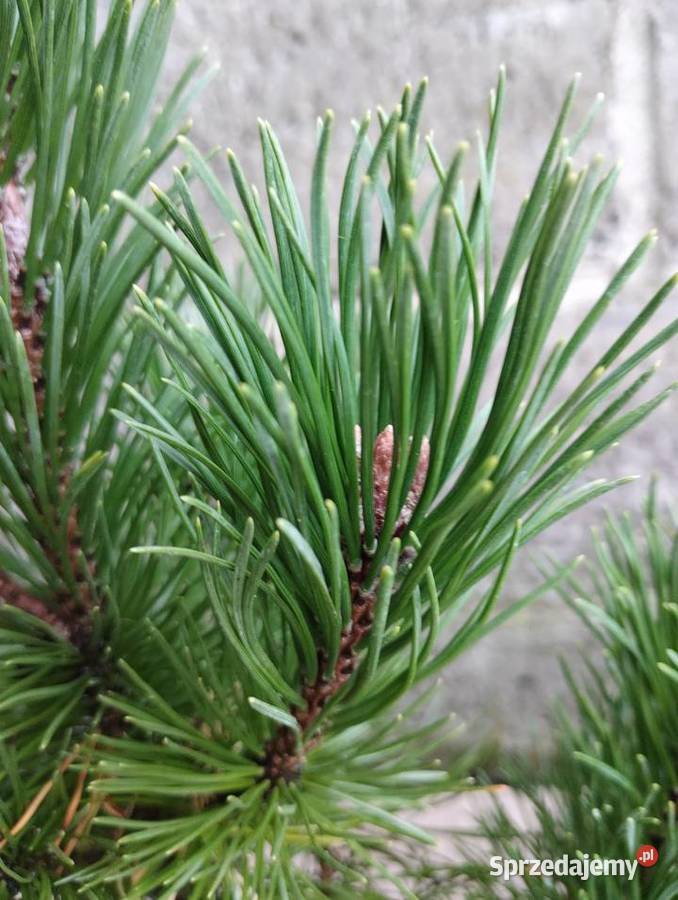 Kosodrzewina sadzonki w doniczkach Pinus mugo Buczków