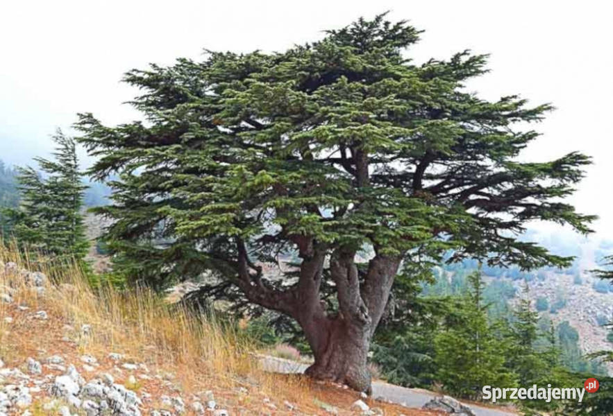 CEDR LIBAŃSKI Cedrus libani NASIONA 150 sztuk Lubanie