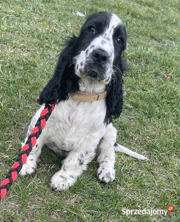 Cocker Spaniel Angielski