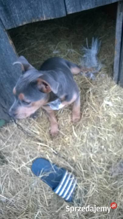 staffik niebieska suczka bez rodowodu Pozostałe Korczew