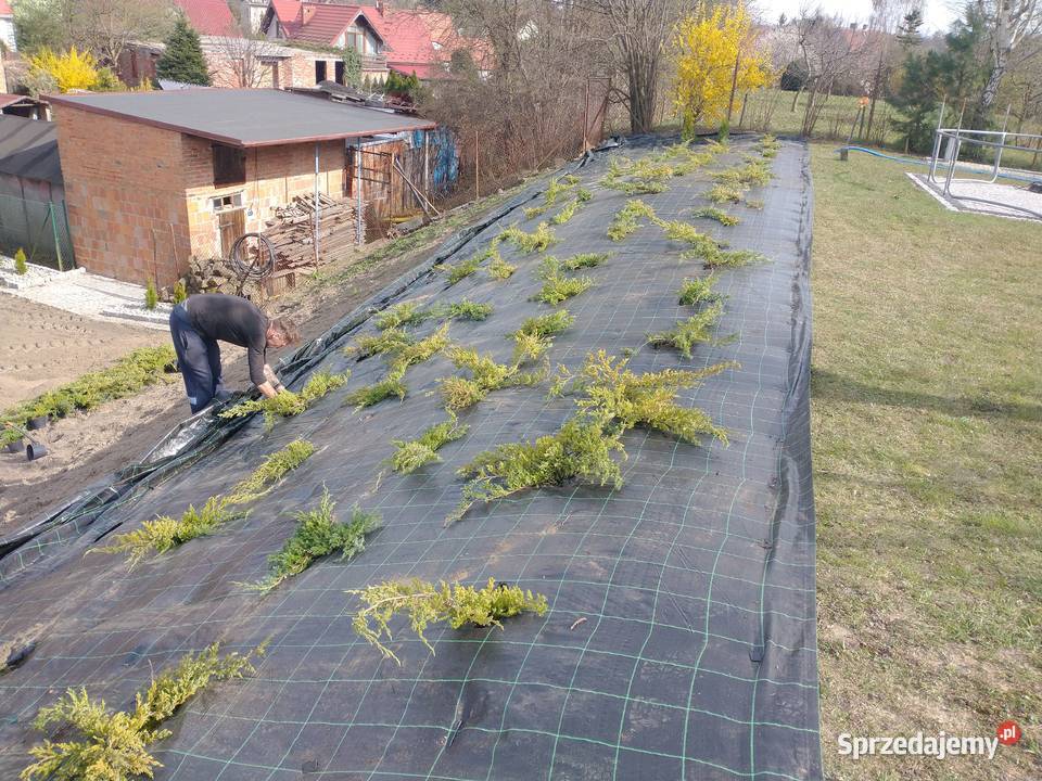 Zakładanie trawników równanie karczowanie ziemia dolnośląskie Wrocław