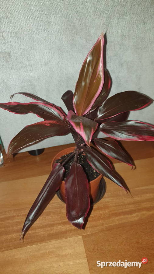 Kordylina pięknie wybarwiona Warszawa