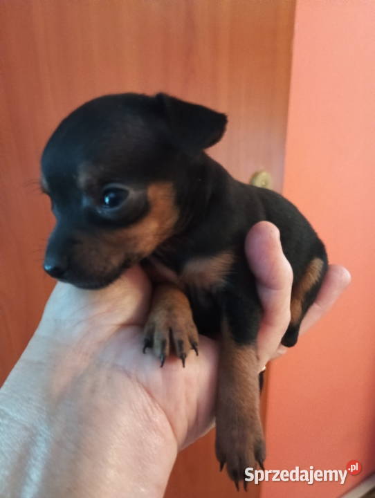 Pinczer miniaturka Tomaszów Mazowiecki sprzedam