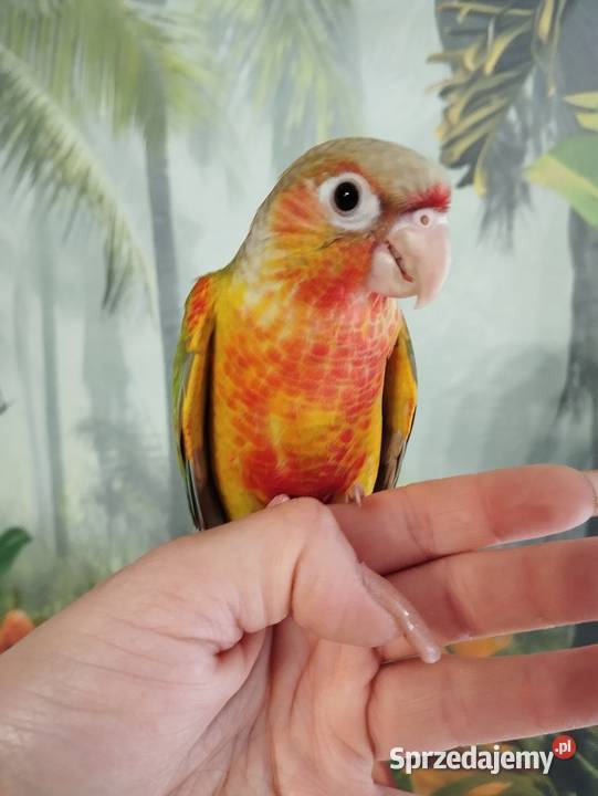 Papuga rudosterka ręcznie karmiona oswojona Miastko