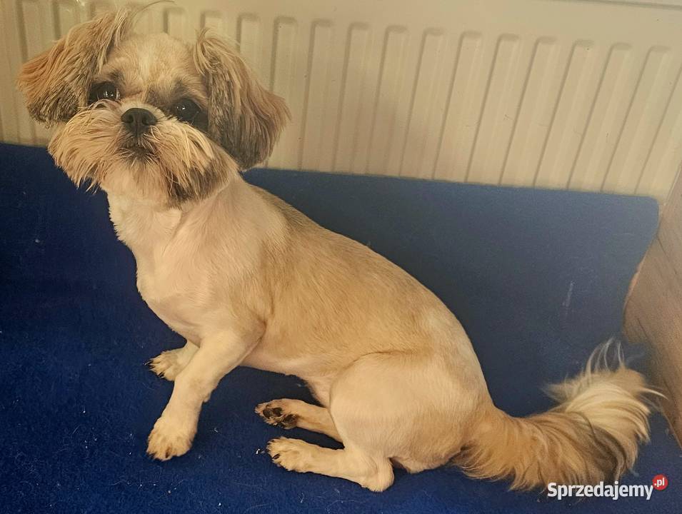 Shih Tzu śliczna tri color Wszystkie szczepienia Częstochowa