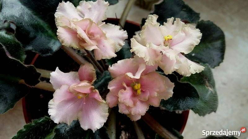 Fiołek afrykański Robs Antique Rose dużykwitnący Lublin