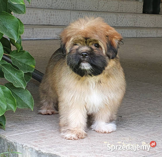 Lhasa Apso kuzyn Shih Tzu rodowód ZKwP FCI Kraków