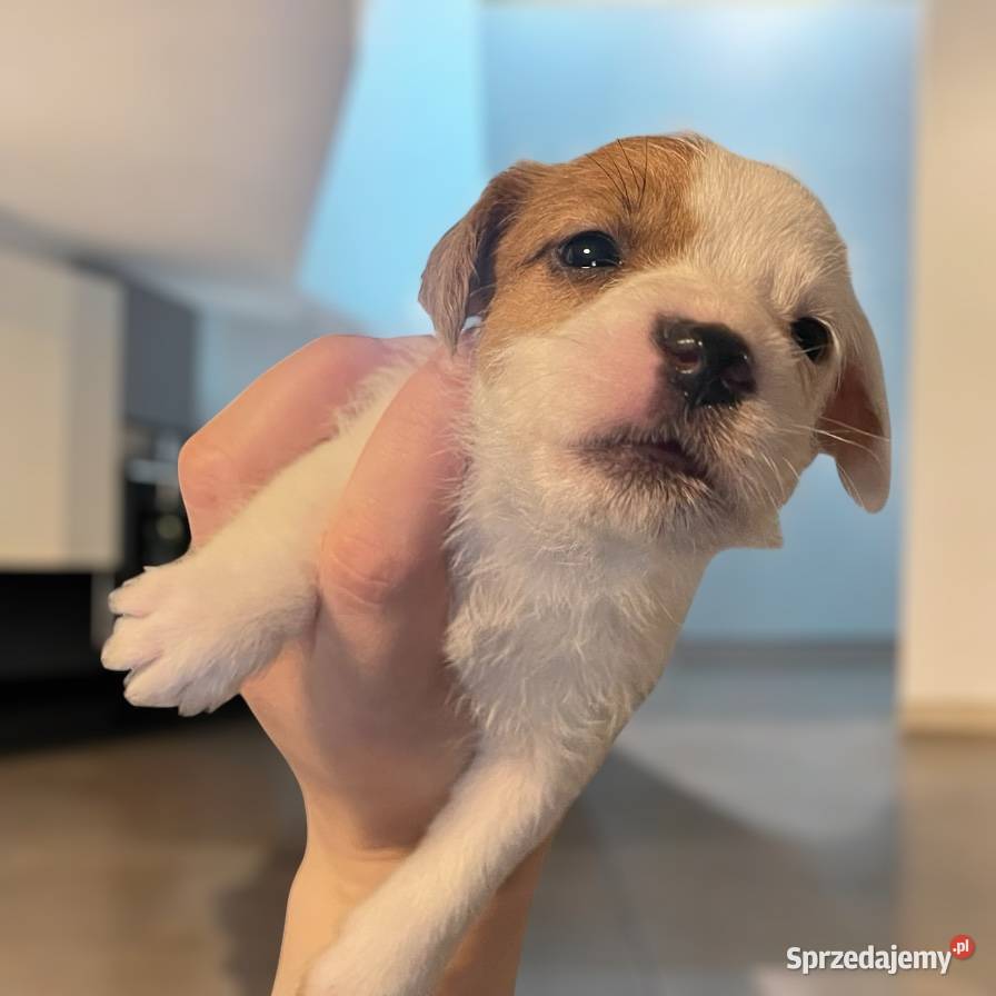 Szczeniaki Jack Russell Terrier Legnica