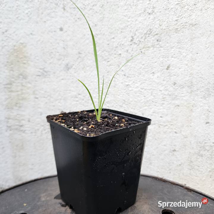 Juka Yucca rostrata sadzonka 1020 z doniczką 9x9