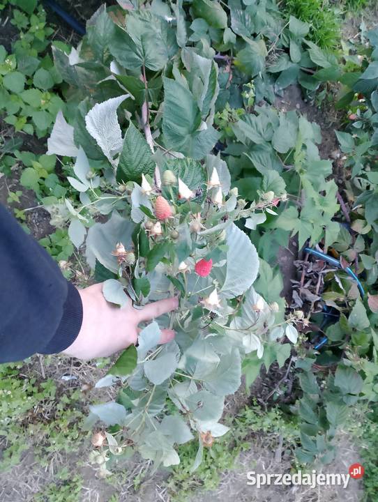Maliny jesienne Mapema Polonez Poemat Pozostałe Chmielnik-Kolonia sprzedam