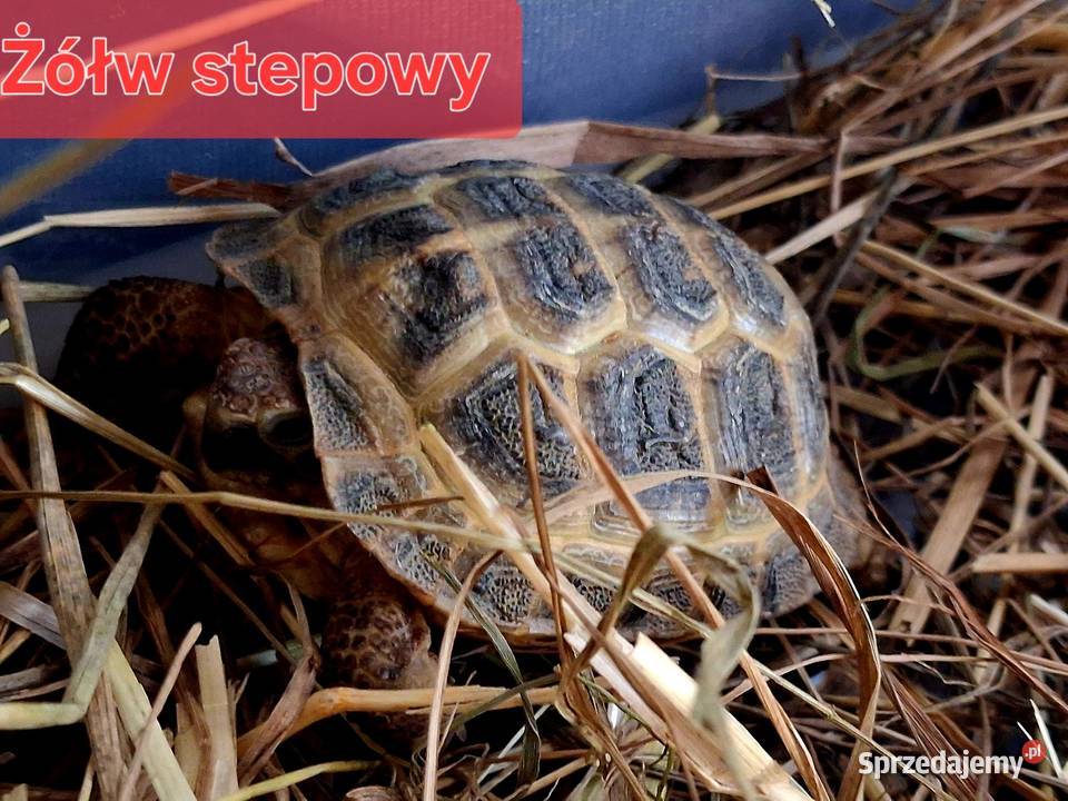 Sprzedam żółwie stepowe żółwie lamparcie żółwie Rybnik sprzedam