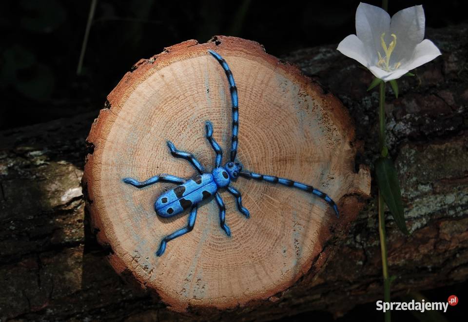 Nadobnica alpejska chrząszcz 3D obrazek na wielokolorowy Lublin