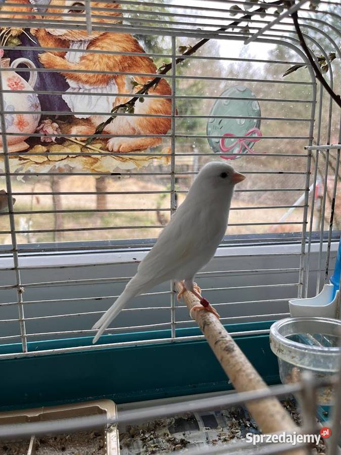 Sprzedam kanarki rosyjskie