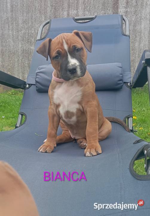American Staffordshire Terrier podlaskie Sokoły
