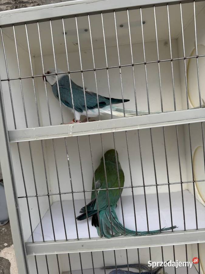 Sprzedam papugi