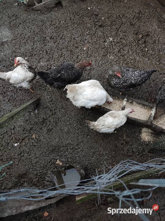 Sprzedam zwierzęta widoczne na zdjęciach Tanio lubelskie Kraśnik