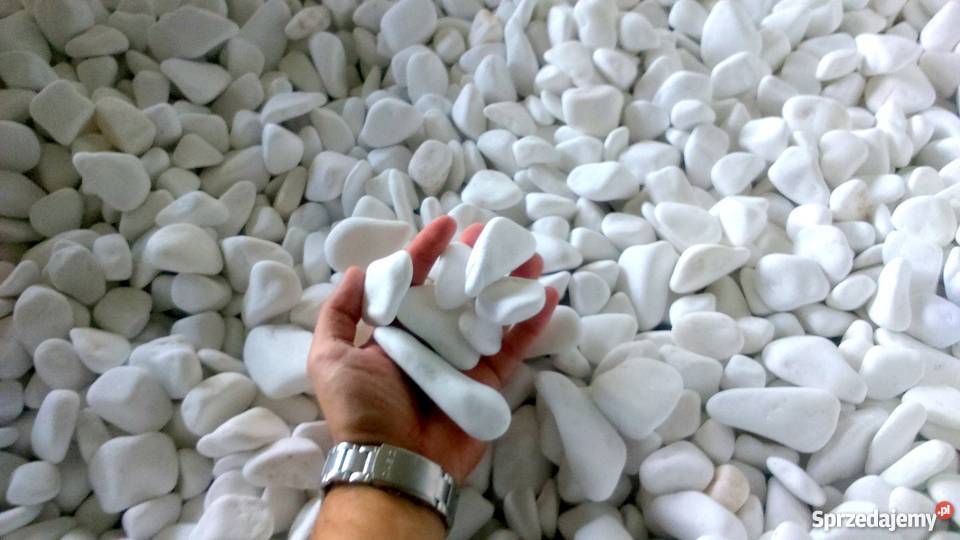 Otoczak śnieżnobiały Thassos thasos Gorlice