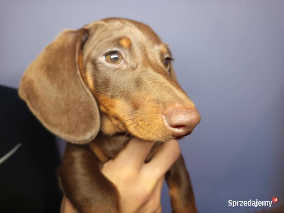 Jamnik czekoladowy krótkowłosy Jawidz