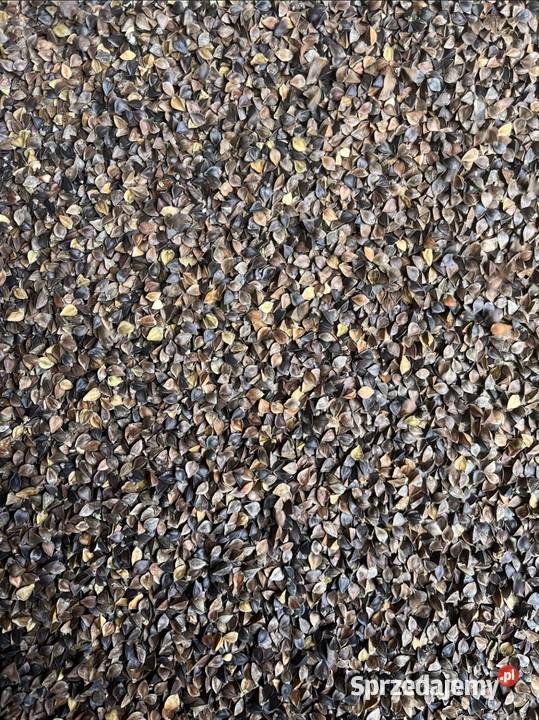 Gryka nasiona miododajna dopłaty ekoschemat Gończyce