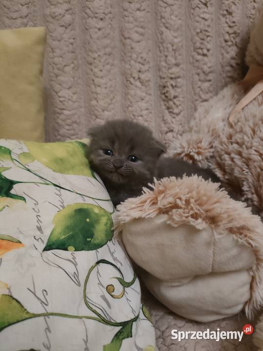 Kot Fold Szkocki odbiór przed wigilia Bydgoszcz