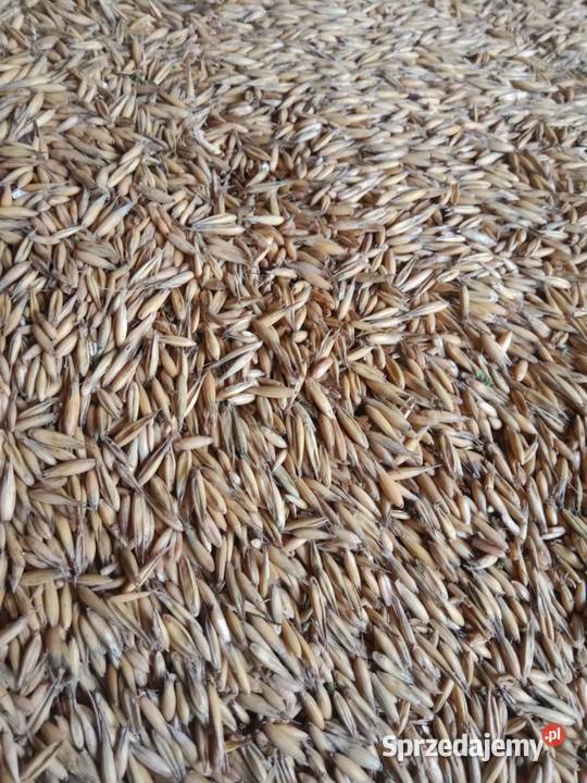 Sprzedam owies