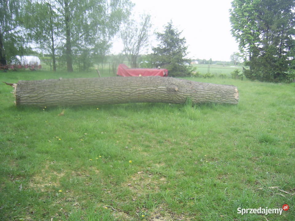 Sprzedam pień topoli duży zdrowy świeżo ścięty łódzkie Bratoszewice