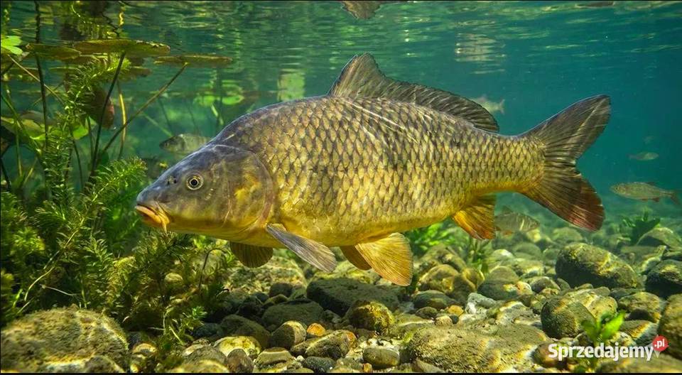 ZARYBIANIE 2026 Zapisy na ryby do stawów 9 dolnośląskie Nowa Ruda