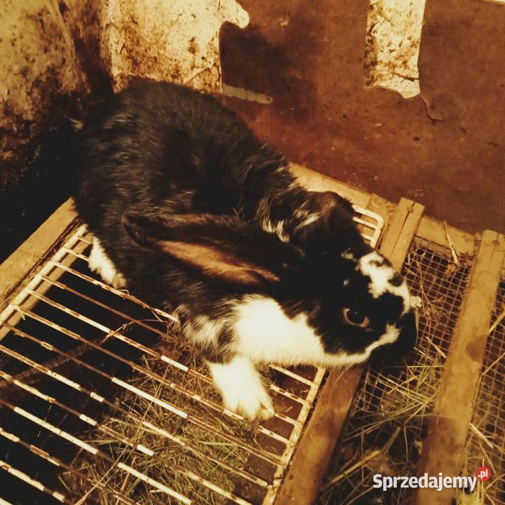 Sprzedam szczepionego królika samca krzyżówka łódzkie Trzepnica