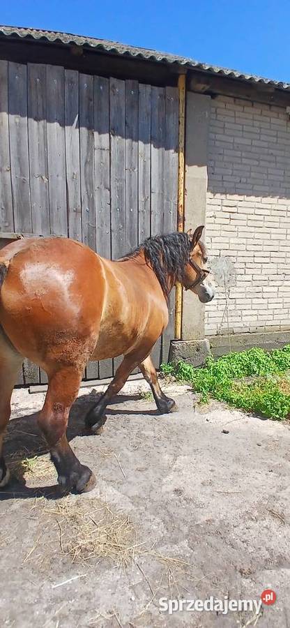 Sprzedam zrebice podlaskie Waniewo