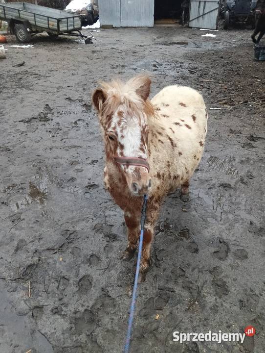 Kuc kucyk ogier Konie Krasnystaw