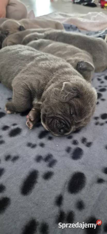 Cane corso Bychawa