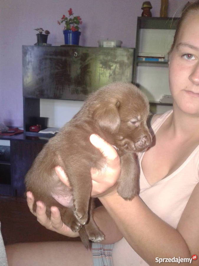 Mam o sprzedania husky mieszaniec śląskie Cieszyn sprzedam