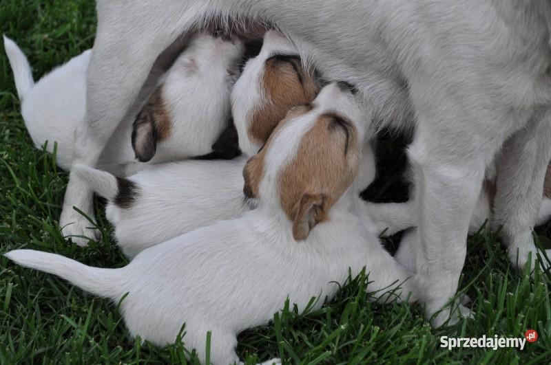 Jack Russell Terrier szczenięta lubelskie Psy Zamość